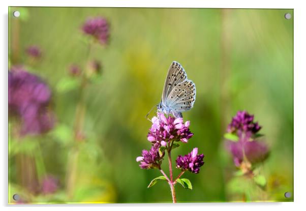 Large Blue Butterfly on Wild Thyme Acrylic by Tracey Turner