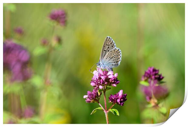 Large Blue Butterfly on Wild Thyme Print by Tracey Turner