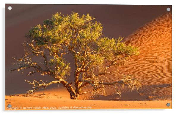 Tree, Dead Vlei, Sossusvlei, Namibia, Africa Acrylic by Geraint Tellem ARPS