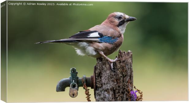 The magnificent Jay Canvas Print by Adrian Rowley