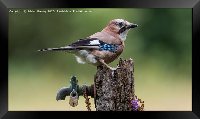 The magnificent Jay Framed Print by Adrian Rowley