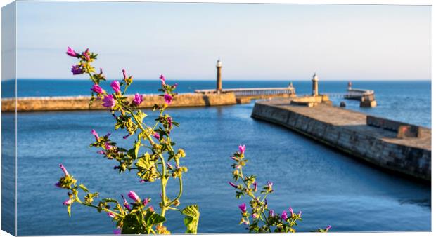 Whitby Piers in Summertime Canvas Print by Tim Hill
