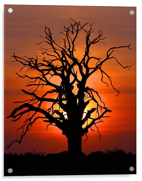 Lone Sunset Tree Acrylic by Mike Gorton