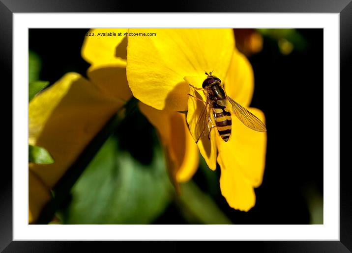 Hoverfly on Yellow Iris Framed Mounted Print by Jim Jones