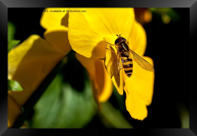 Hoverfly on Yellow Iris Framed Print by Jim Jones