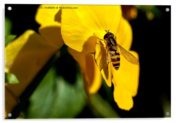 Hoverfly on Yellow Iris Acrylic by Jim Jones