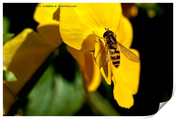 Hoverfly on Yellow Iris Print by Jim Jones