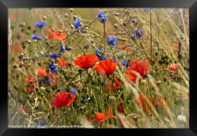 Poppy flowers Framed Print by Simon Johnson