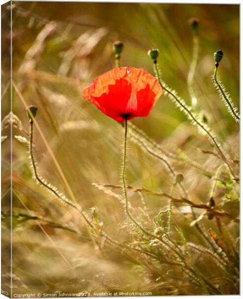 A close up of a sunlit poppy Canvas Print by Simon Johnson