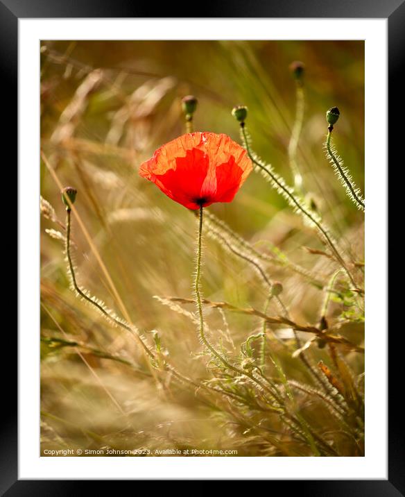 A close up of a sunlit poppy Framed Mounted Print by Simon Johnson