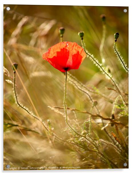 A close up of a sunlit poppy Acrylic by Simon Johnson