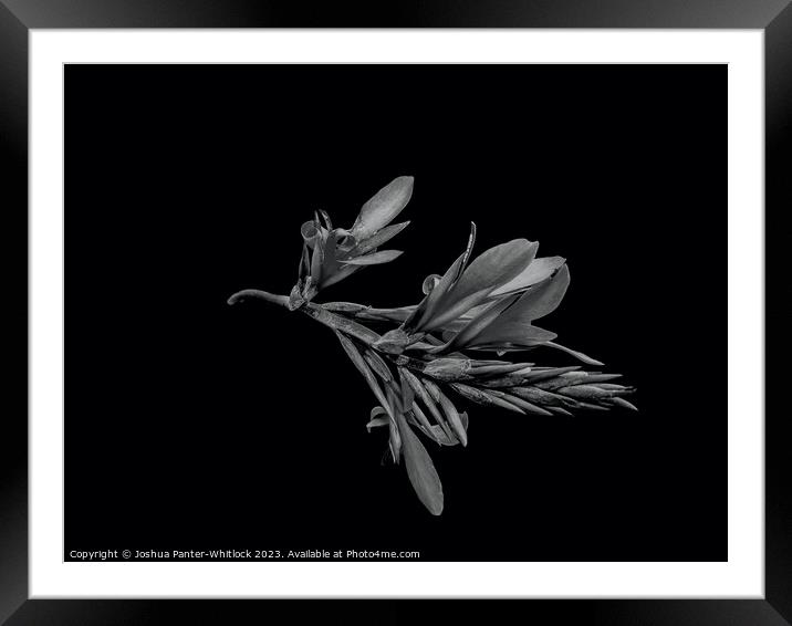 flower  Framed Mounted Print by Joshua Panter-Whitlock