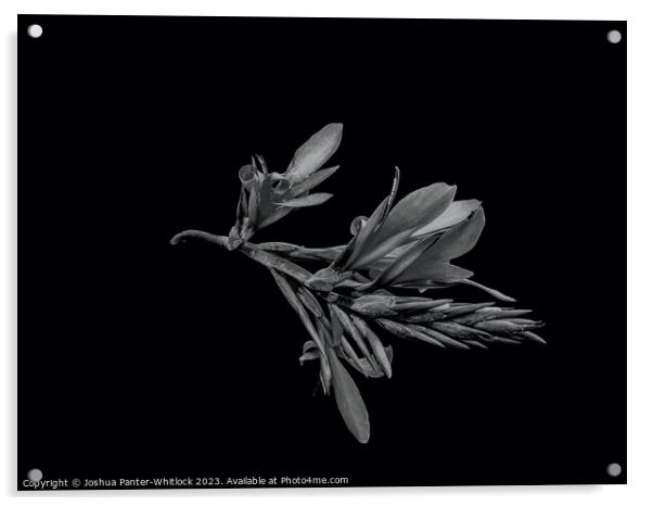 flower  Acrylic by Joshua Panter-Whitlock