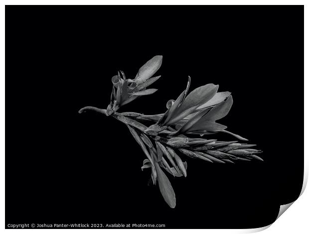 flower  Print by Joshua Panter-Whitlock