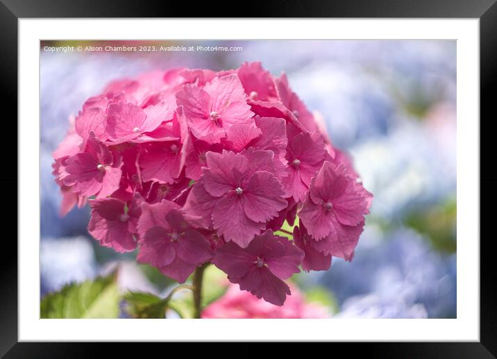 Hydrangea Flower Framed Mounted Print by Alison Chambers