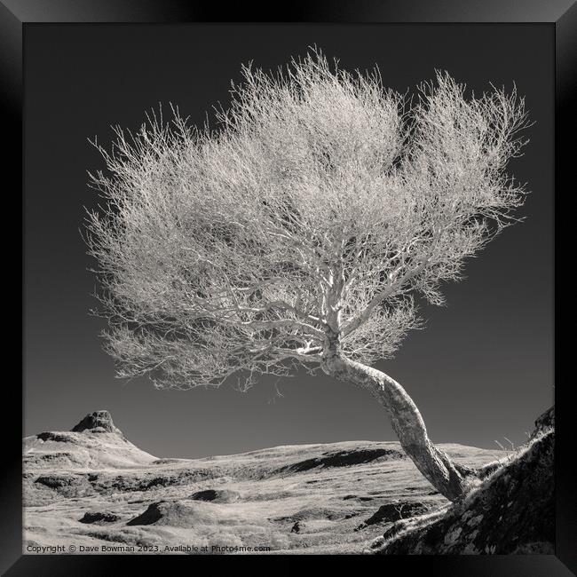 Highland Tree and Peak Framed Print by Dave Bowman