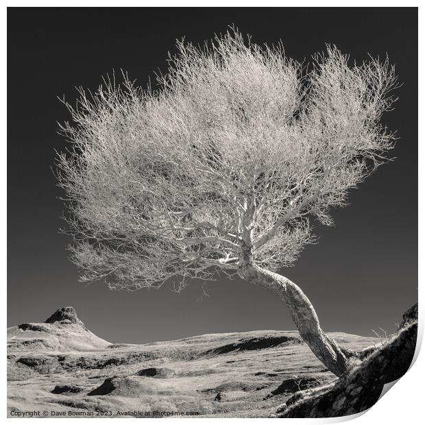Highland Tree and Peak Print by Dave Bowman