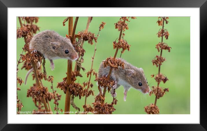 "Double Trouble" amongst the foliage Framed Mounted Print by Adrian Rowley