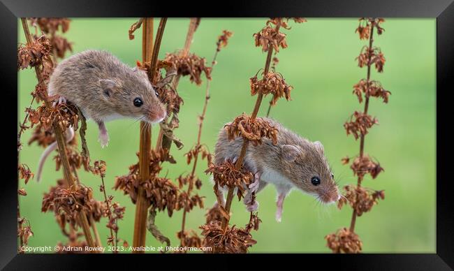 "Double Trouble" amongst the foliage Framed Print by Adrian Rowley