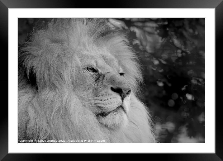 Regal Gaze: The Magnificent Lion Framed Mounted Print by Steve Grundy