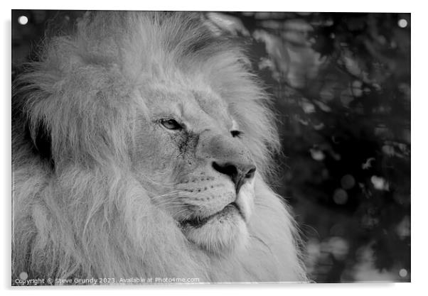Regal Gaze: The Magnificent Lion Acrylic by Steve Grundy