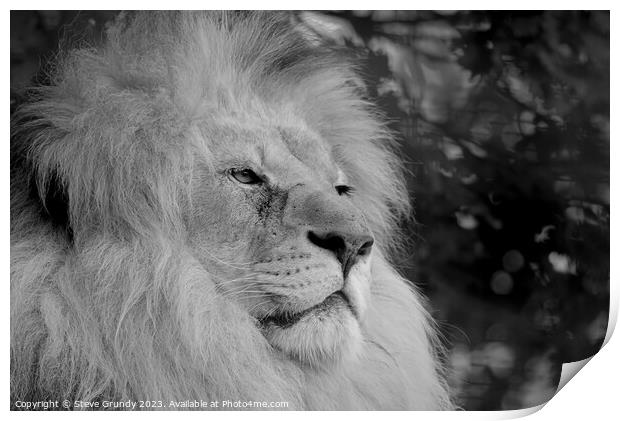 Regal Gaze: The Magnificent Lion Print by Steve Grundy