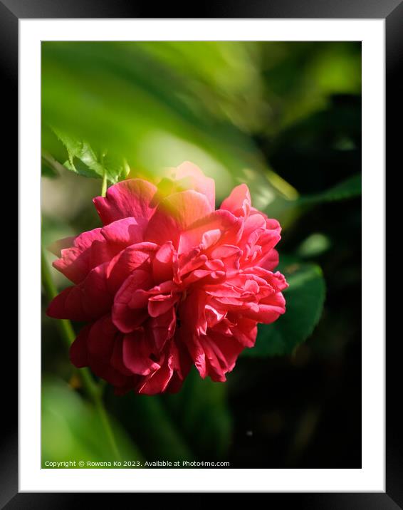 Velvet Blooms: Captivating Beauty Unveiled Framed Mounted Print by Rowena Ko