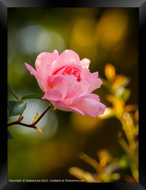 Delicate Beauty: Pink Rosy in golden sunlight  Framed Print by Rowena Ko