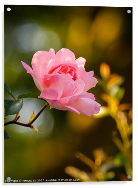 Delicate Beauty: Pink Rosy in golden sunlight  Acrylic by Rowena Ko