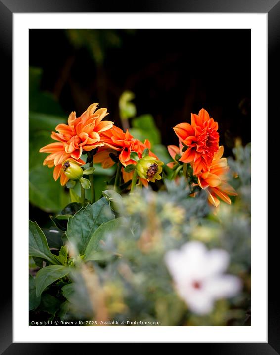 Vibrant Orange Dahlia Flower in Full Bloom Framed Mounted Print by Rowena Ko