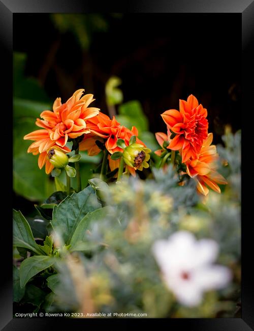 Vibrant Orange Dahlia Flower in Full Bloom Framed Print by Rowena Ko