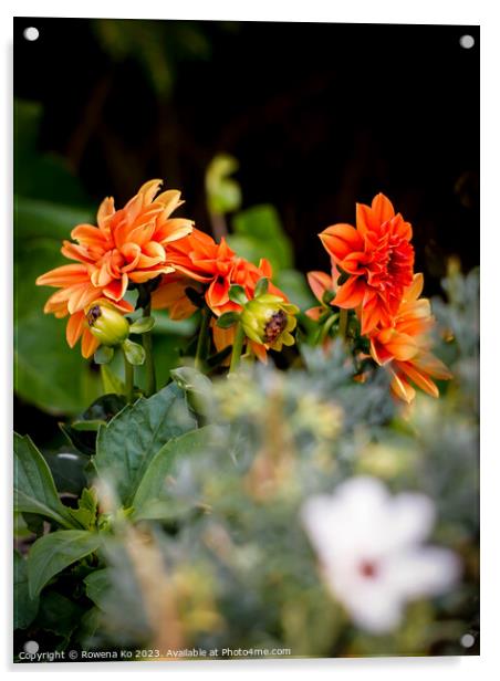 Vibrant Orange Dahlia Flower in Full Bloom Acrylic by Rowena Ko
