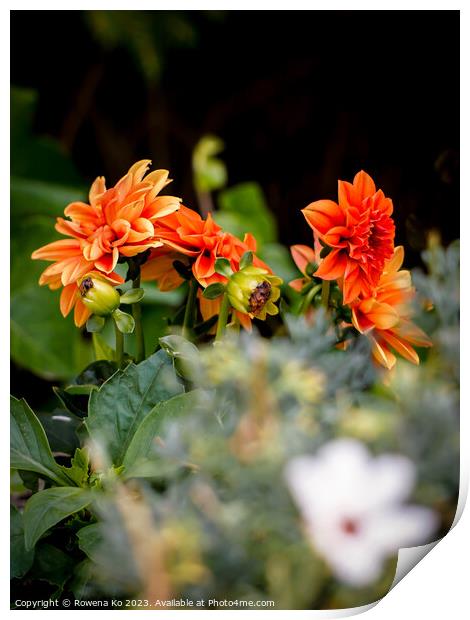 Vibrant Orange Dahlia Flower in Full Bloom Print by Rowena Ko