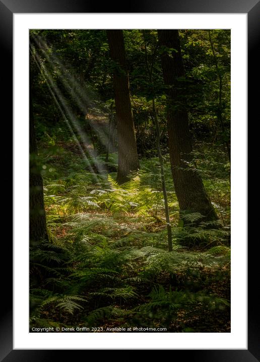 Ferns in the sunlight Framed Mounted Print by Derek Griffin