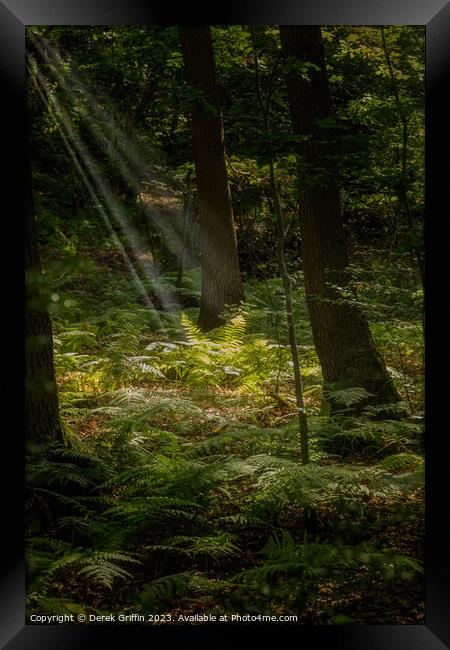 Ferns in the sunlight Framed Print by Derek Griffin