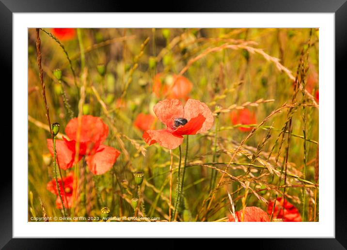 Ranscombe Farm Poppies I Framed Mounted Print by Derek Griffin