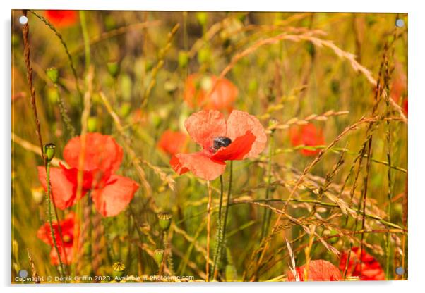Ranscombe Farm Poppies I Acrylic by Derek Griffin