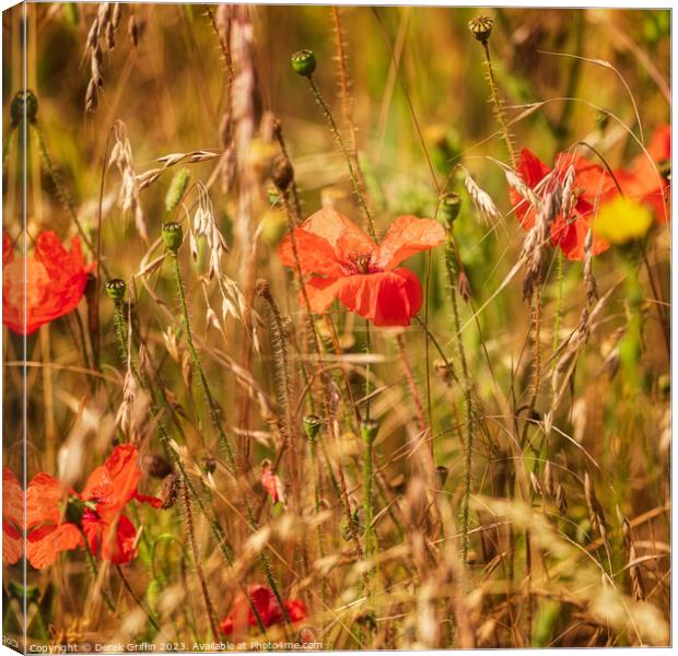 Ranscombe Farm Poppies II Canvas Print by Derek Griffin