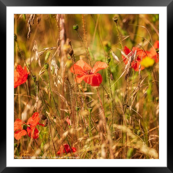 Ranscombe Farm Poppies II Framed Mounted Print by Derek Griffin