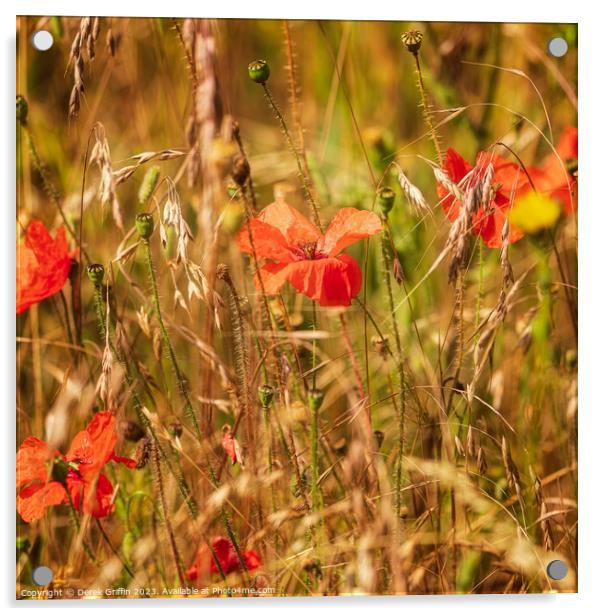 Ranscombe Farm Poppies II Acrylic by Derek Griffin