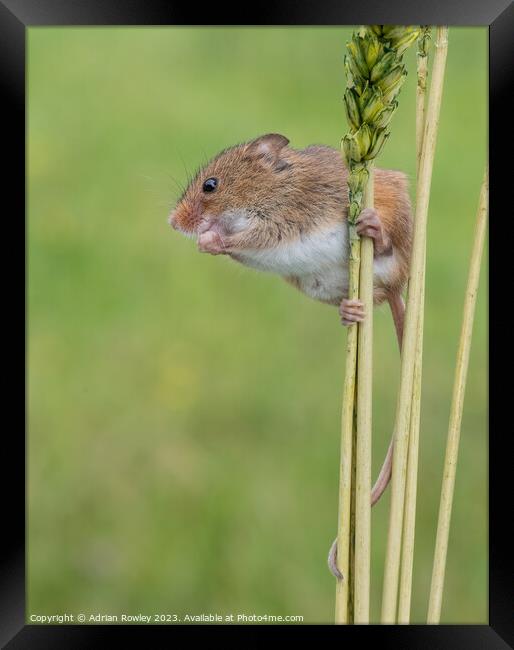 Harvest Mice balancing act Framed Print by Adrian Rowley