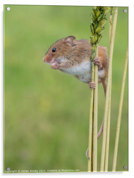 Harvest Mice balancing act Acrylic by Adrian Rowley