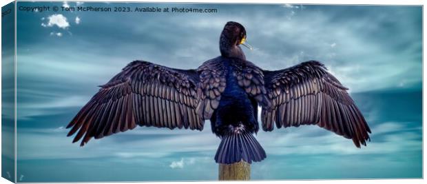 Cormorant Drying Wings in the breeze at Burghead  Canvas Print by Tom McPherson