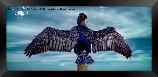 Cormorant Drying Wings in the breeze at Burghead  Framed Print by Tom McPherson