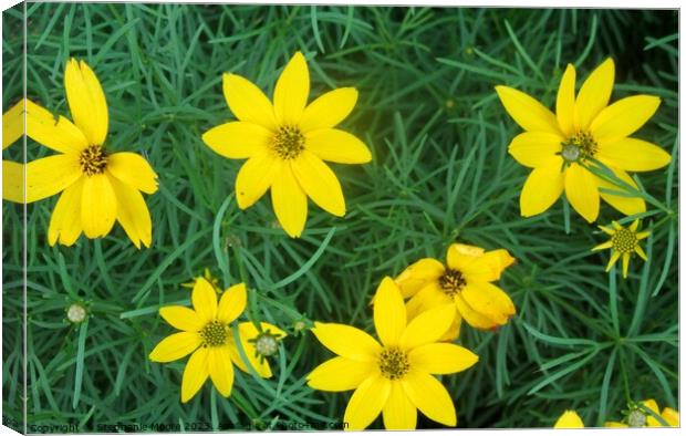 Yellow flowers Canvas Print by Stephanie Moore
