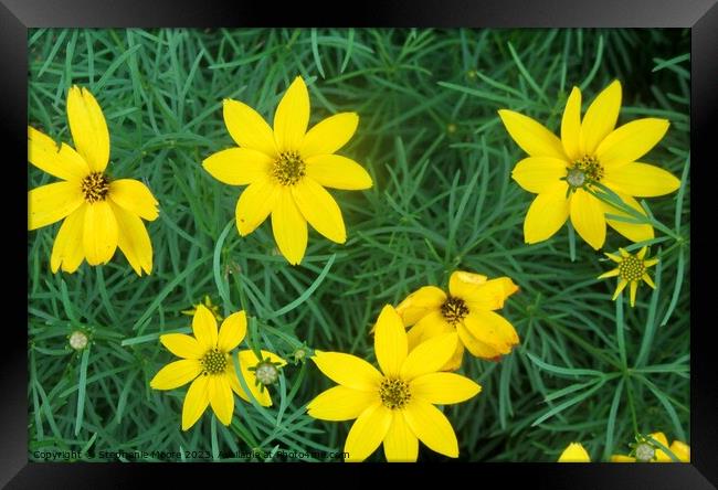 Yellow flowers Framed Print by Stephanie Moore