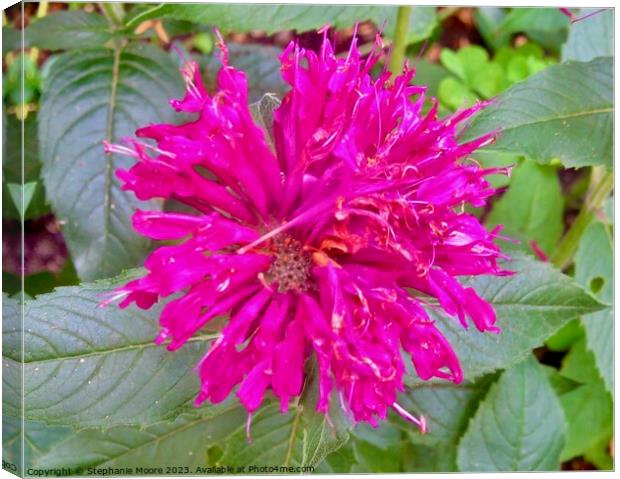 Pink flower Canvas Print by Stephanie Moore