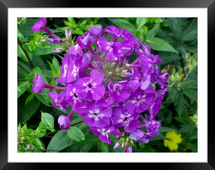 Purple Flower Framed Mounted Print by Stephanie Moore