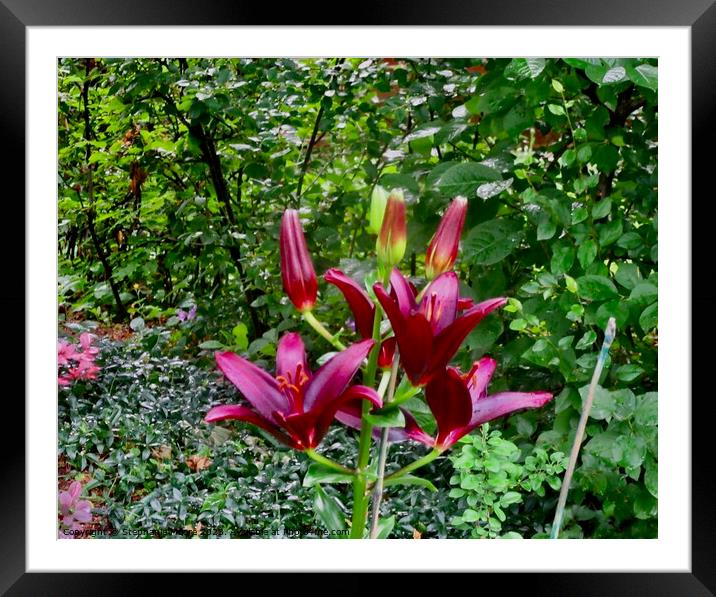 Dark Red Lilies Framed Mounted Print by Stephanie Moore