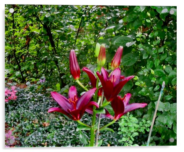 Dark Red Lilies Acrylic by Stephanie Moore